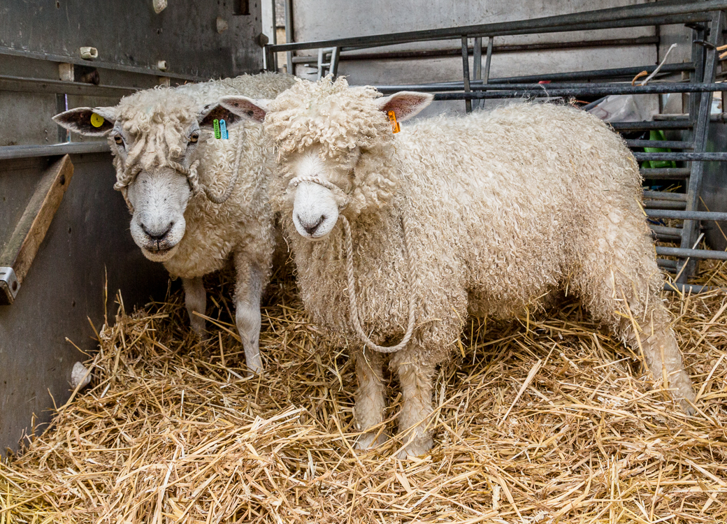 StowFestival2019-5410